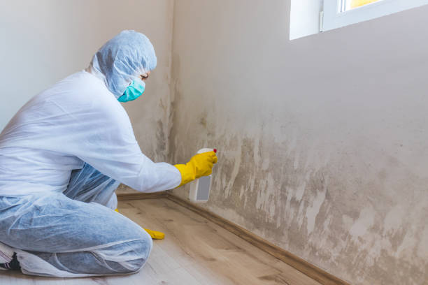 Licensed Commercial Mold Remediation service in Wheeling, IL - WQB Mold Removal